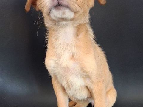 jack russell x chihuahua 0 13700 Marignane