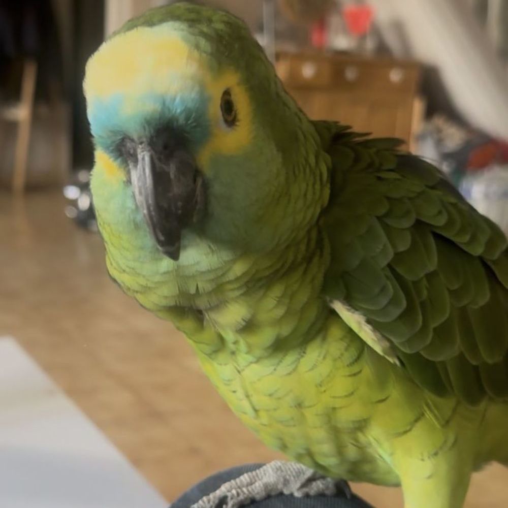   Recherche femelle Amazone à front bleu  