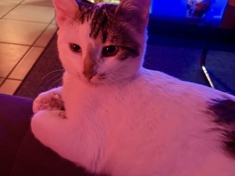 ADORABLE CHATON M&Acirc;LE 7 MOIS 0 06270 Villeneuve-loubet