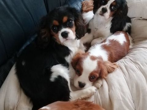 Chiots cavalier king Charles 800 62770 Saint-georges