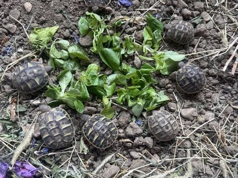 Tortue juv&eacute;nile 100 93330 Neuilly-sur-marne