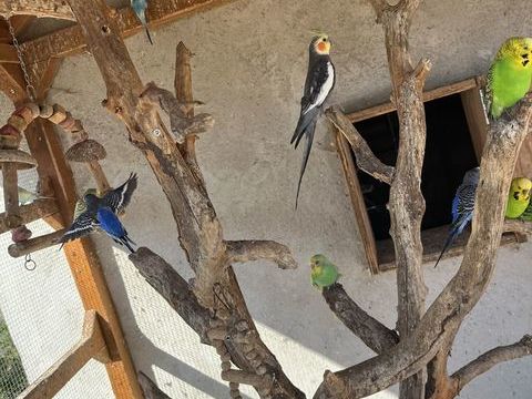 Pérruche ondulée 5 18350 Ourouer-les-bourdelins