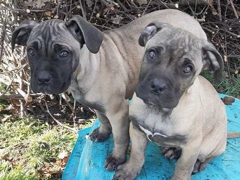 maniifique chiot type cane corso m&egrave;re lof 700 33600 Pessac