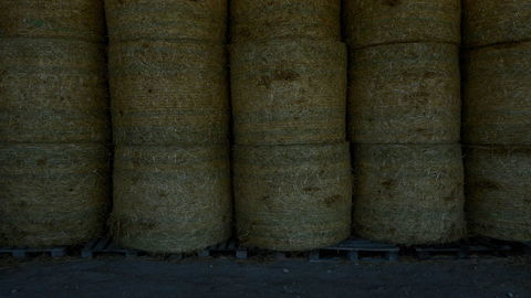 Paille  balles rondes 19 17120 Semussac