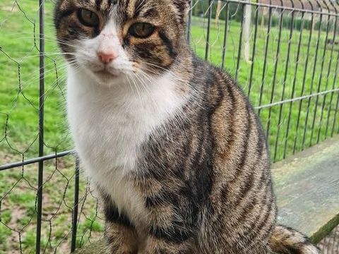 RITA femelle tigr&eacute;e et blanche 6 ans 160 24600 Ribérac