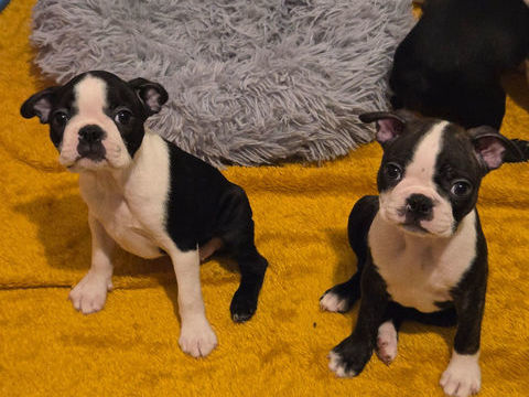 Chiot Boston terrier LOF 0 77290 Mitry-mory