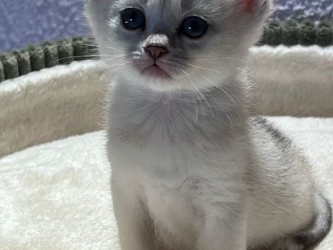 Chatons Burmilla ? Race rare et exceptionnelle 1200 57445 R�ding