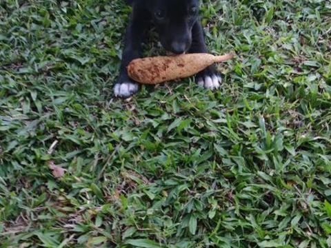 Belko, m&acirc;le X berger, n&eacute; le 26/09/2025 🐶 300 49000 Angers