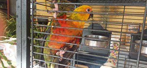 C&egrave;de conure jandaya femelle 2025 165 38440 Villeneuve-de-marc