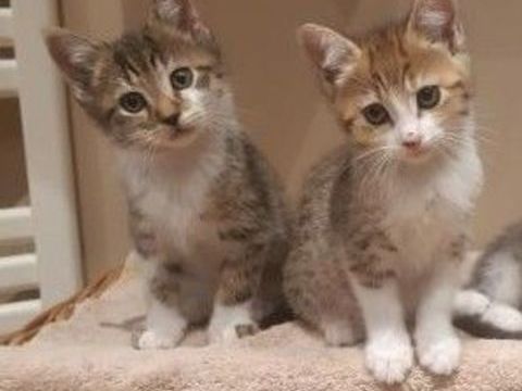 2 chatons a l'adoption 80 59151 Arleux