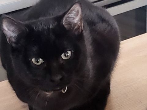 Donne chat m&acirc;le  noir  tr&egrave;s fort caract&egrave;re i
0 64600 Anglet