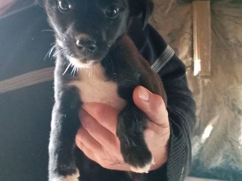 Don de Chiots 0 43260 Queyri�res