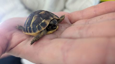 B&eacute;b&eacute; tortue de terre juv&eacute;nile 55 77500 Chelles
