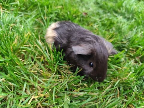 Bébé cochon d'Inde mâle 20 77450 Montry