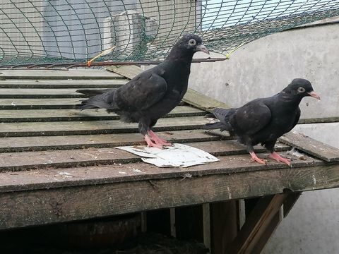 Pigeon 10 59490 Bruille-lez-marchiennes