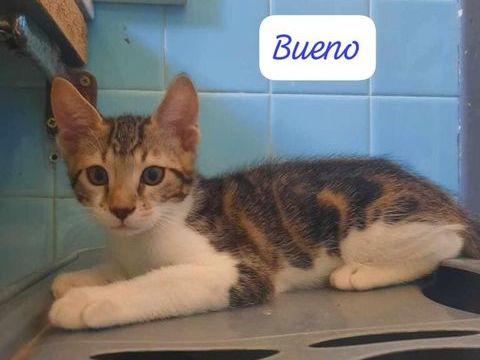 Chats chatons à adopter par association 80 84820 Visan