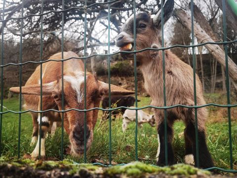 Ch&egrave;vres naines apprivois&eacute;es 100 52110 Doulevant-le-ch�teau