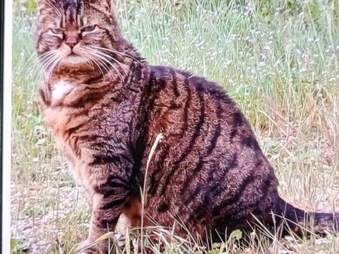 Cherche famille d'accueil pour chats. 1 10800 Isle-aumont