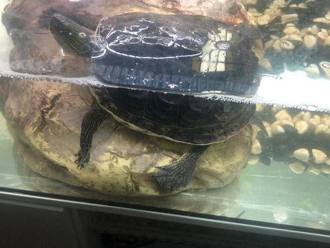 Bonjour je une tortue deau de 5 ans 100 93240 Stains