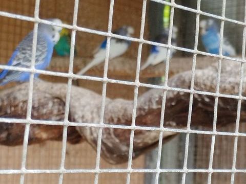 Perruches 90 47200 Fourques-sur-garonne