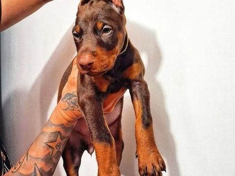 Chiots Dobermann 1900 30140 Anduze