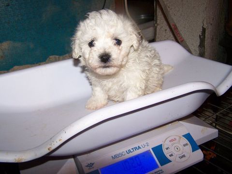 A RESERVER CHIOT FEMELLE BICHON FRISE 1000 64110 Rontignon