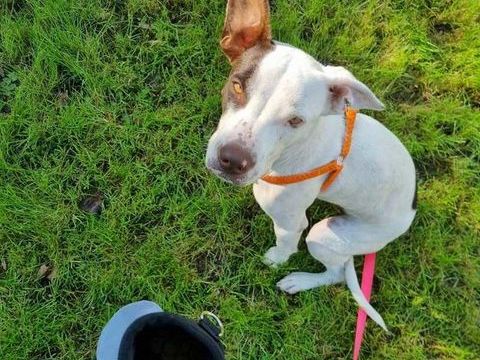 Neo, M&acirc;le, X Berger, n&eacute; le 01/01/2025 🐶 380 60000 Allonne