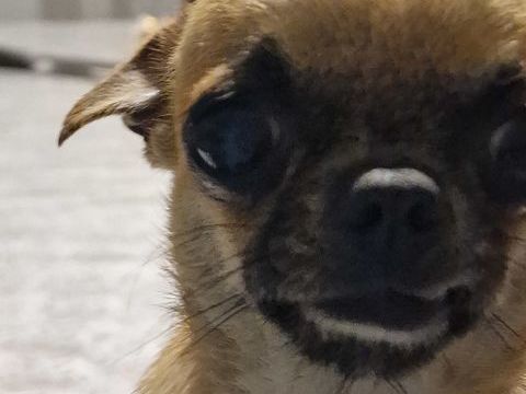 Super chihuahua pl cour lof et confirm&eacute;e. 500 37120 Luz�