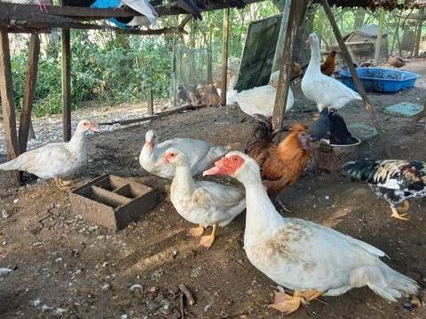 canards de barbarie 15 33550 Paillet