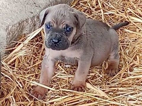  9 b&eacute;b&eacute;s cane corso il y a 2 males et 4 femelles 650 59244 Grand-fayt