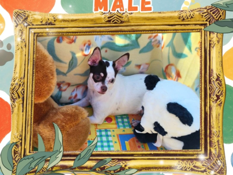 Chiot chihuahua m&acirc;le poils courts 450 18140 Précy