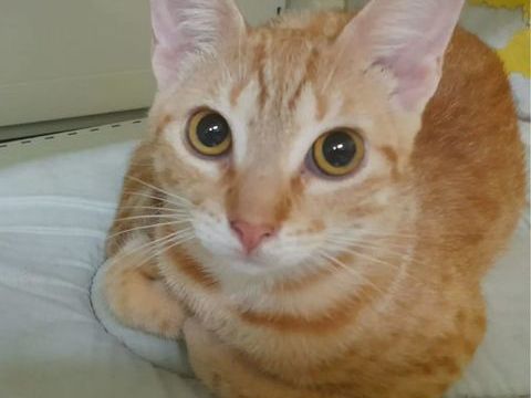 ✨️ DORY ✨️ 🐱 0 93450 L'Île-saint-denis