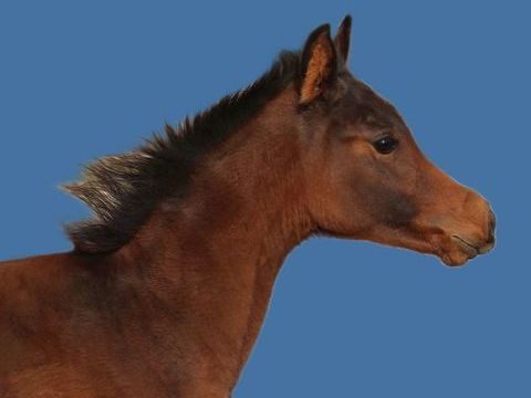 Découvrez ISRAA AL RIUS et SORAYA AL RIUS 3500 11800 Saint-frichoux