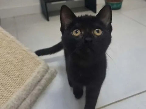 Bagherra chatonne 2 mois caline cherche adoptants 140 11000 Carcassonne
