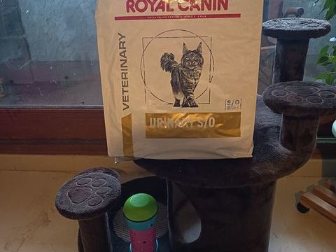 Croquettes pour chat ROYAL CANIN URINARY S/0 45 22700 Perros-guirec