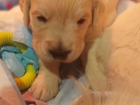 MAGNIFIQUES CHIOTS GOLDEN LOF A RESERVER 1100 79000 Niort