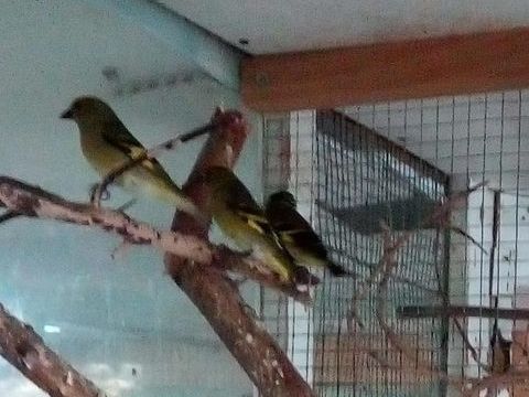 Magellan 120 53200 Fromentires