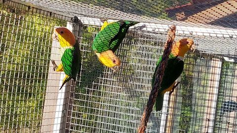 Cède caïque à ventre blanc 400 07530 Genestelle