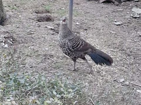 Faisans leucomele 50 31220 Le plan