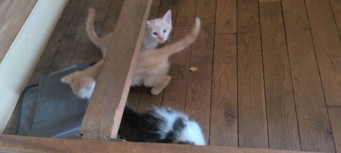 A donner chatons 0 71400 Auxy