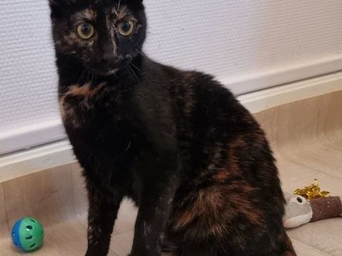 Jeune chatte ou chaton ado de 8 mois &eacute;caille de tortue 0 89520 Saint-sauveur-en-puisaye