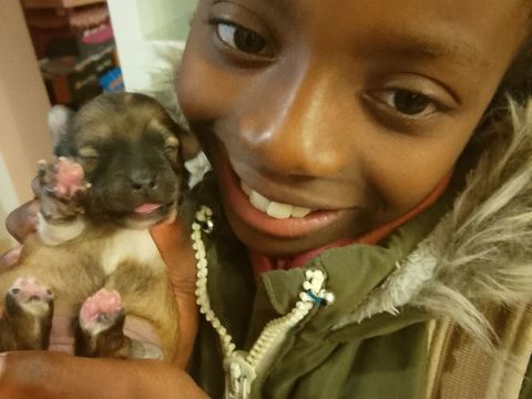 Chihuahua a reserver 749 45300 Manchecourt