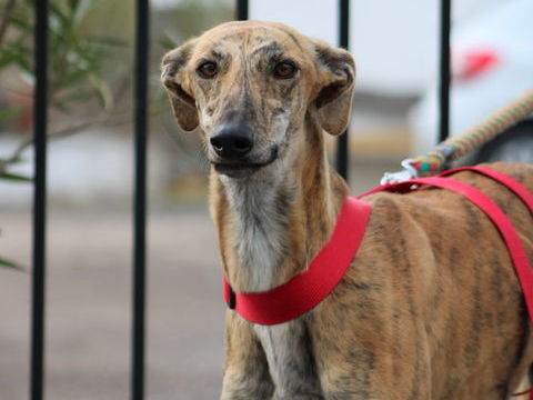 GONDOLA &#129655; Jeune  galga qui sourit à l'amour ! le plus beau des sourires 315 24140 Douville