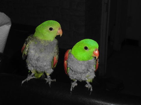  pérruches érythroptère 500 13140 Miramas