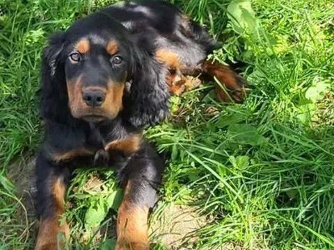 Chiots setter gordon 550 17300 Rochefort