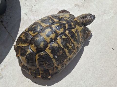Tortue de terre graeca  male 150 euro 150 77100 Meaux