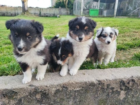 Chiots berger des Shetland 1300 16300 Saint-bonnet