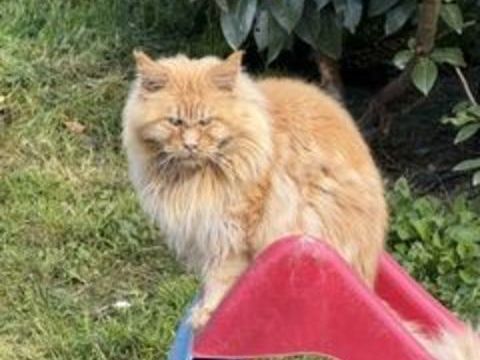 maine coon adulte retrait&eacute; 5 ans loof 500 31190 Mauressac