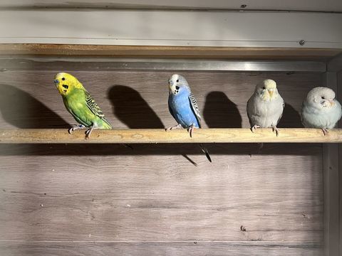 Perruches ondulées 15 68480 Bouxwiller