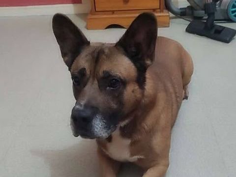 Chien TCHIKO &agrave; l adoption 210 26000 Valence